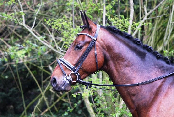 Stævne i Hylke rideklub billede 10