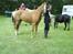 Kalypso''gamle pony''