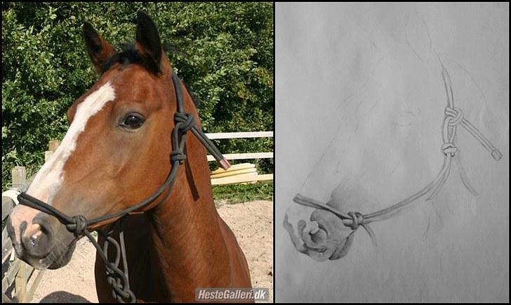 .. Tegninger :) | Åben for bestillinger. - Indtil videre er der blot en skitse og en mule. arbejder hårdt på den, har brugt en time på det der er indtil videre. billede 8