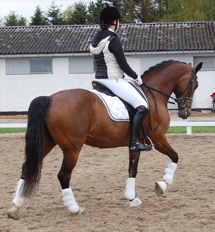 Landsstævne i Ringsted Sports Rideklub billede 4
