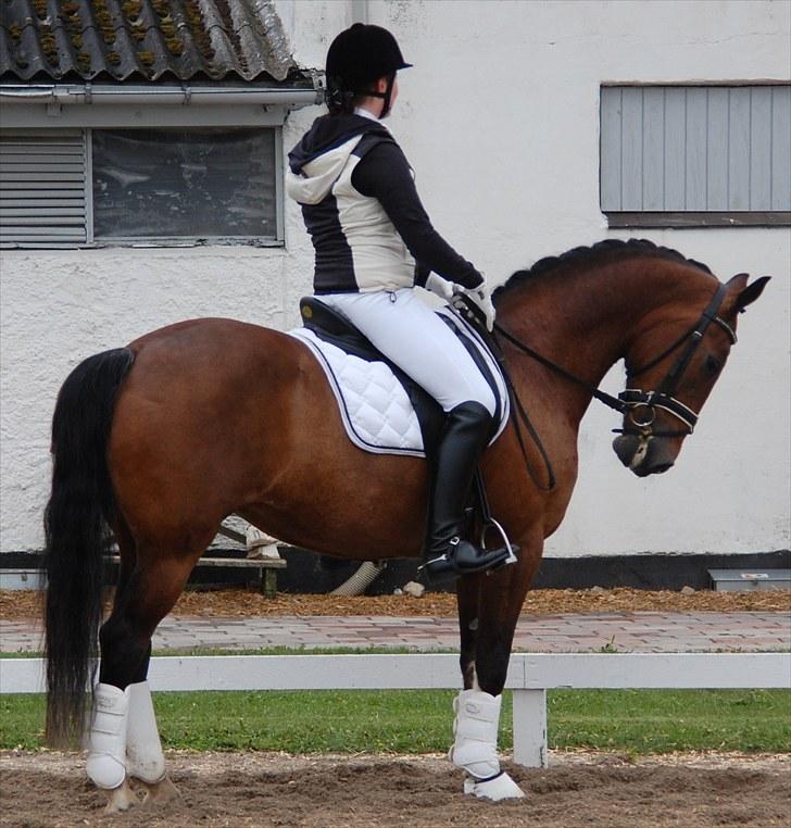 Landsstævne i Ringsted Sports Rideklub billede 5