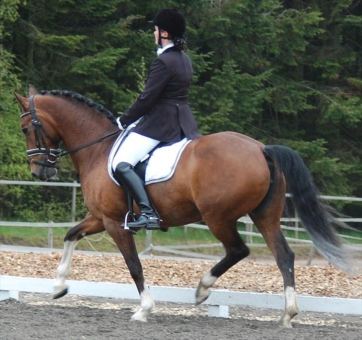 Landsstævne i Ringsted Sports Rideklub billede 13