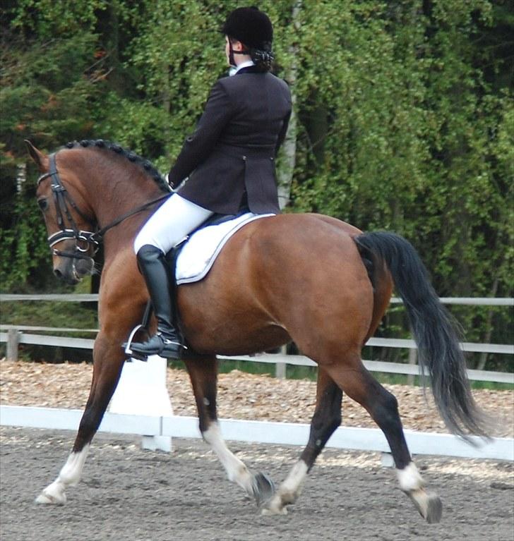 Landsstævne i Ringsted Sports Rideklub billede 15