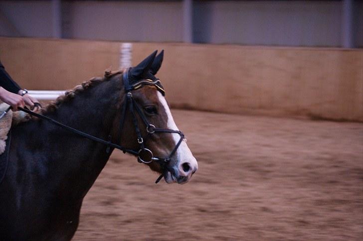Stævne på Stevns rideklub D. 16/5-10 LJ-Foto billede 149