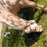 Nye billeder af smukke Flico <3 