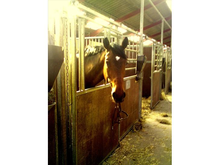 {{currentPhoto.altText}} billede {{currentPhoto.number}}