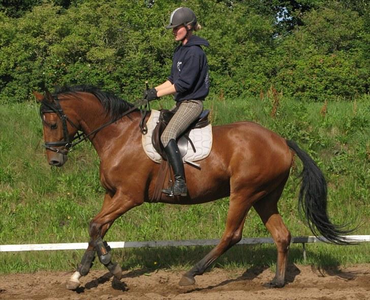 Heste  - Midt-West Joker. En rigtig sød og fin lille hest, som jeg red det meste af 2009. billede 17