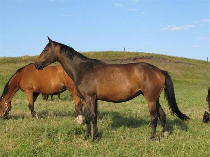 Heste  - Midt-West Miss Future, helsøster til Madonna. Red hende det meste af 2009 og indtil sidst i april 2010, hvor hun blev solgt. billede 18