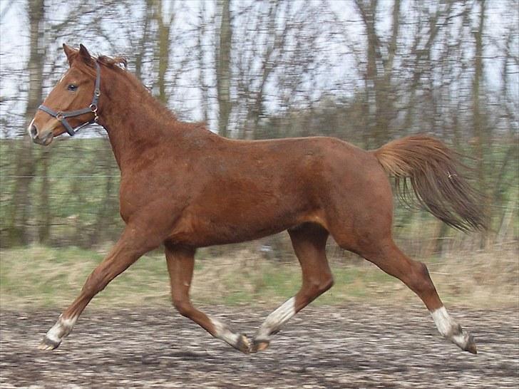 Heste  - Midt-West Romeo. Rigtig dejlig hest. Red ham forår og sommer 2009, hvorefter han havde en pause. Han er nu i ridning i Århus, og han er til salg. Se på www.midt-west.com. billede 19