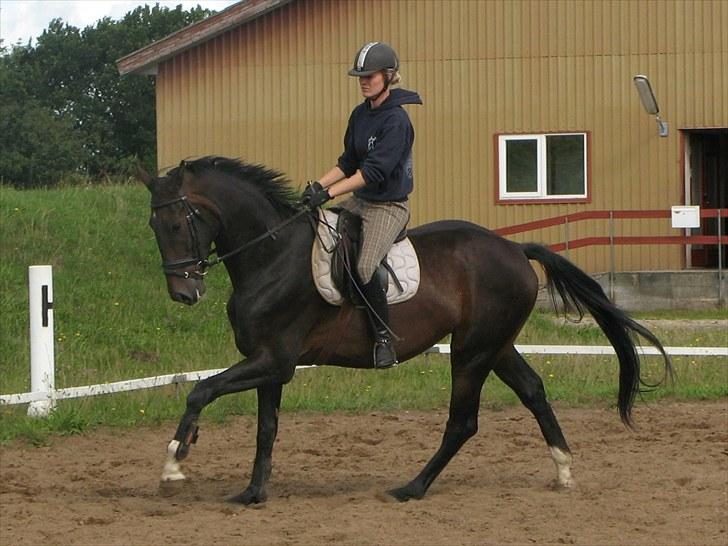 Heste  - Midt-West Spitfire. Sød og rigtig godt gående hest. Red ham forår og sommer 2009 som 3års, og siden har han haft pause. billede 20