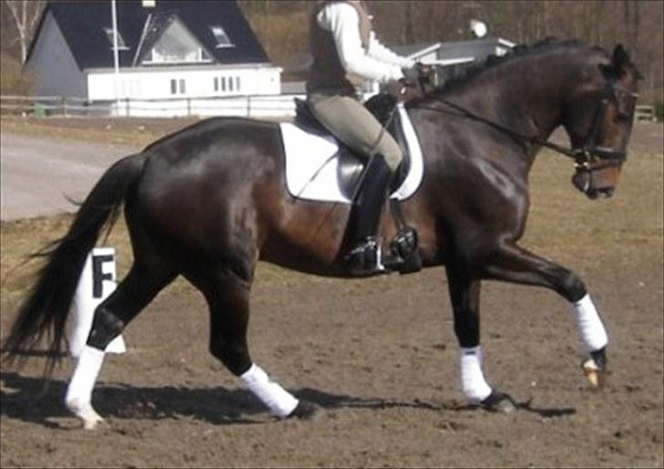 Heste  - Midt-West Skywalker. Sød og smuk hest, red ham sommeren 2006. Han er nu solgt og er herinde på sin nye ejers profil. billede 21