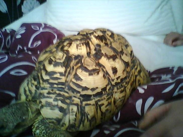 Skildpadderne :p <3 de dejlige dyr! - Leo i min seng ^^ billede 1