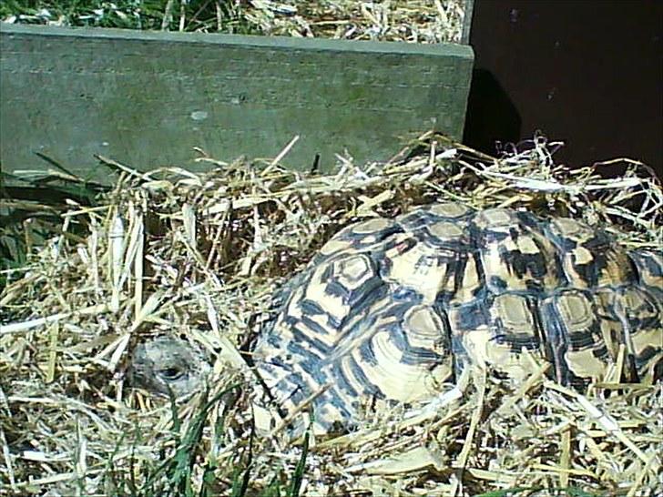 Skildpadderne :p <3 de dejlige dyr! - Leo  hygger sig i det varme hø :) billede 2