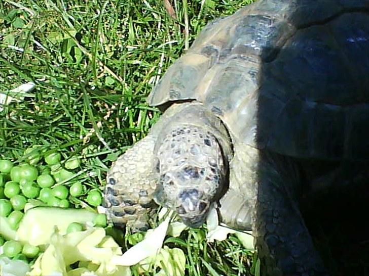 Skildpadderne :p <3 de dejlige dyr! - (fridderikke) -mmm ærter smager godt! billede 3