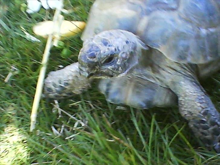 Skildpadderne :p <3 de dejlige dyr! - Fridderikke billede 4