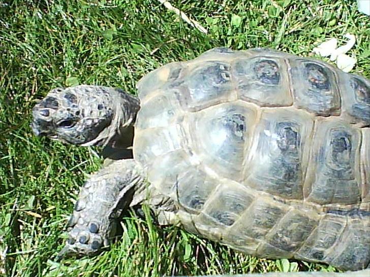 Skildpadderne :p <3 de dejlige dyr! - Fridderikke i græsset :) billede 5