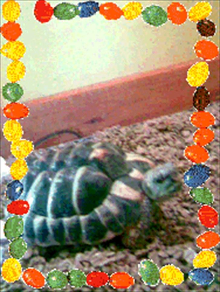 Skildpadderne :p <3 de dejlige dyr! - Lille tikki xD billede 6