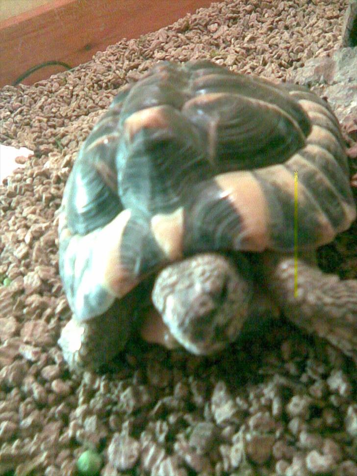 Skildpadderne :p <3 de dejlige dyr! - Tikki nærbilled ^^ billede 7