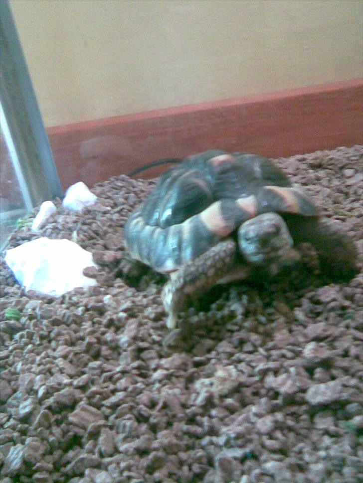 Skildpadderne :p <3 de dejlige dyr! - Tygge tikki ^^ billede 8