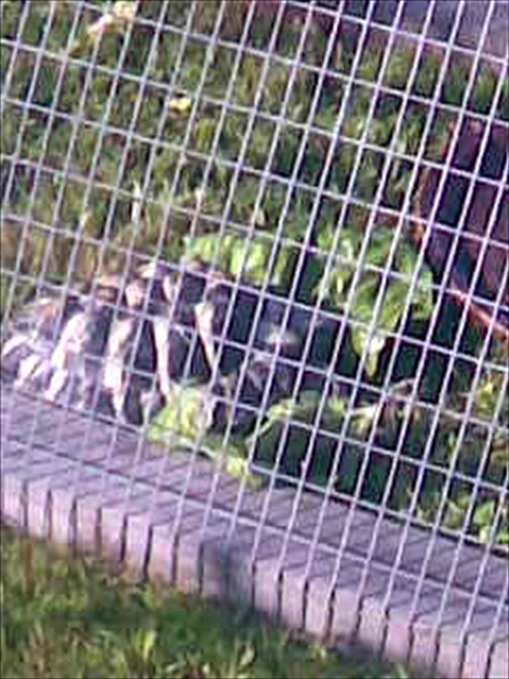 Skildpadderne :p <3 de dejlige dyr! - Tikki i sit udebur :) billede 9