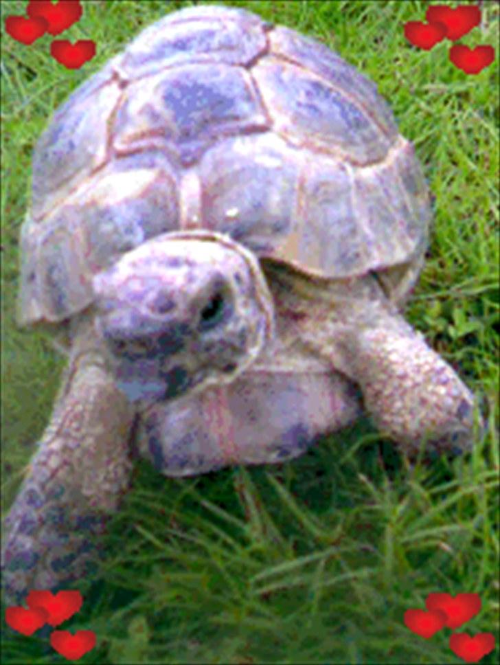 Skildpadderne :p <3 de dejlige dyr! - Elsker dig fridderikke! :* billede 10