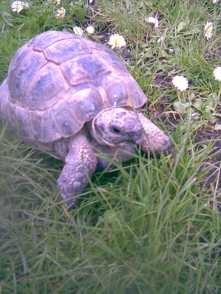 Skildpadderne :p <3 de dejlige dyr! - Fridderikke<3 ynglingsbilled! ^^ billede 11