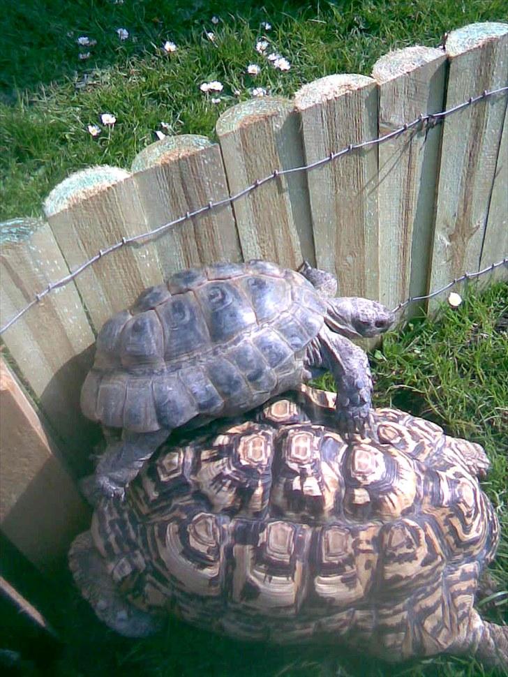 Skildpadderne :p <3 de dejlige dyr! - Fridderikke bestiger leo :O haha billede 12