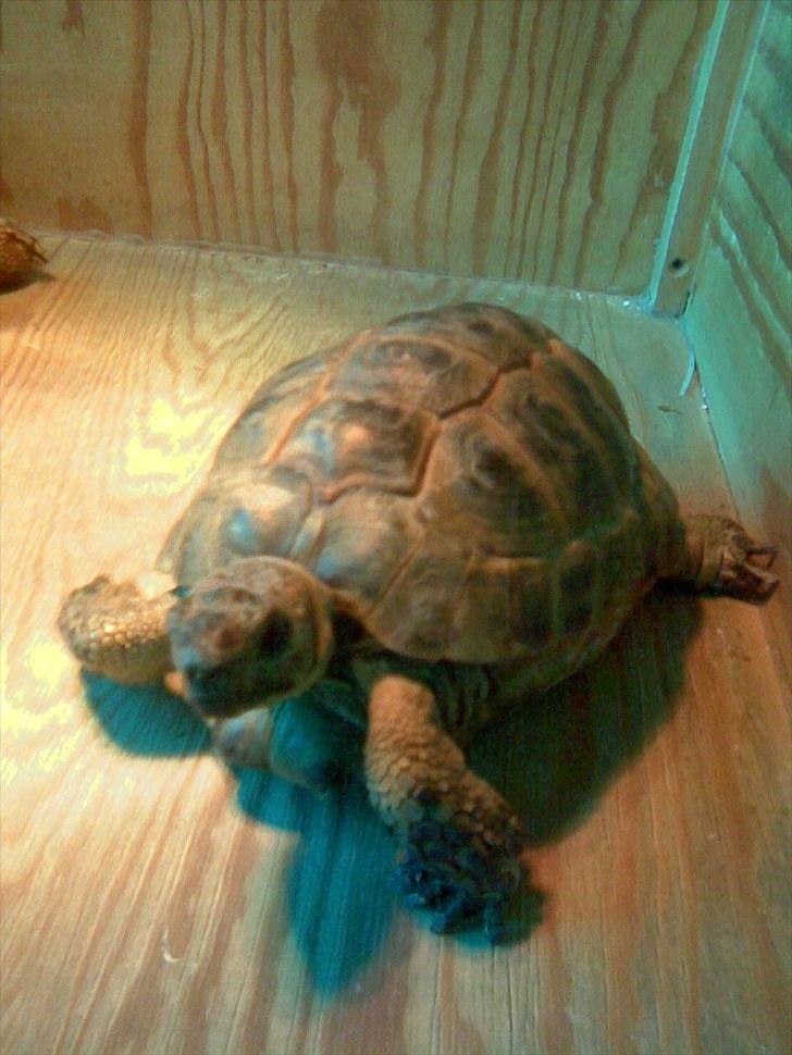 Skildpadderne :p <3 de dejlige dyr! - Fridderikke under varmelampen :) billede 13