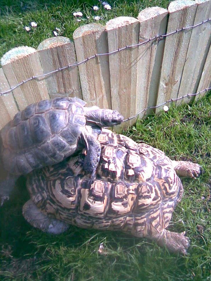 Skildpadderne :p <3 de dejlige dyr! - ^^ leo og fridderikke billede 14