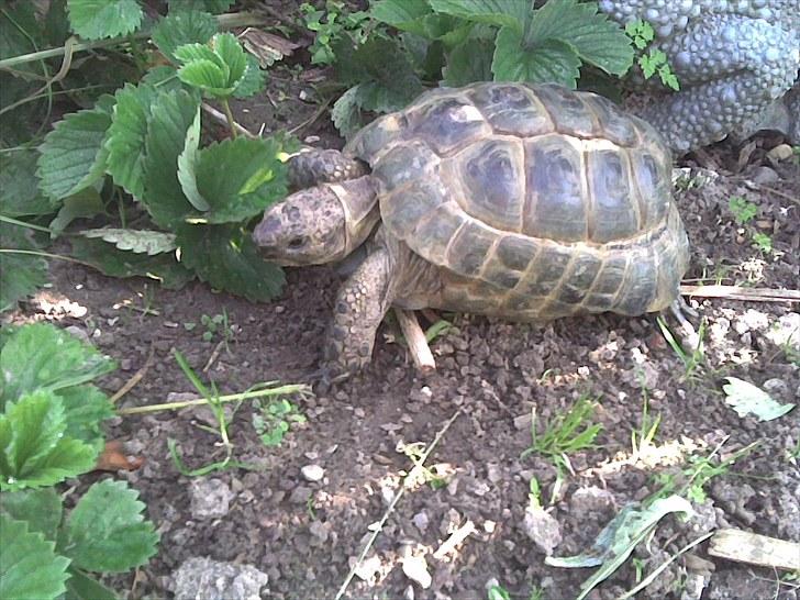 Skildpadderne :p <3 de dejlige dyr! - Fridderikke i jordbærbedet ^^ billede 15