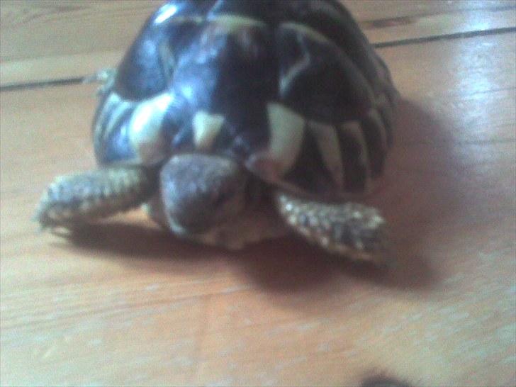 Skildpadderne :p <3 de dejlige dyr! - Min tikki skat billede 16