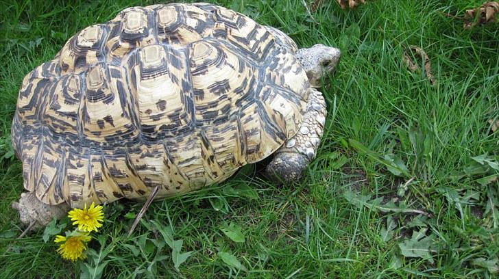 Skildpadderne :p <3 de dejlige dyr! - Leo på græs ^^ billede 17
