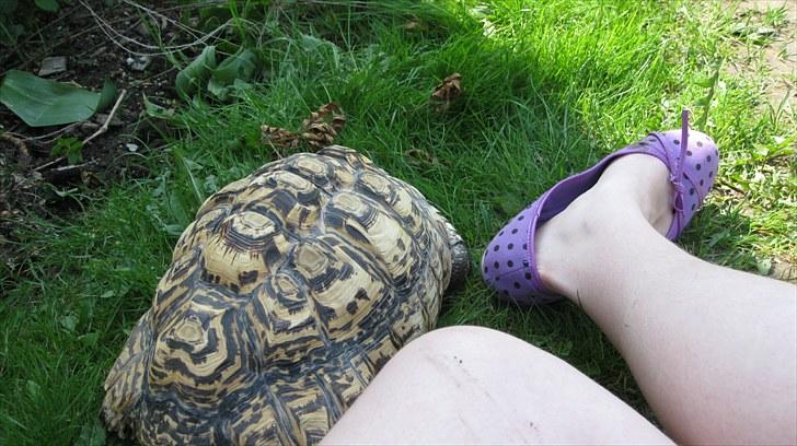 Skildpadderne :p <3 de dejlige dyr! - Hah leo og min sko ^^ billede 18