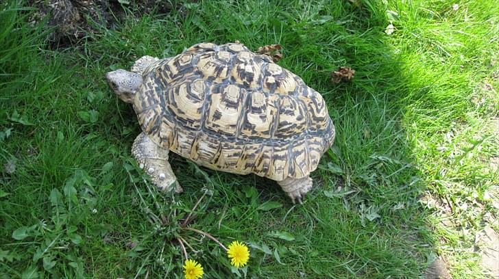 Skildpadderne :p <3 de dejlige dyr! - (leo) dejligt med sommer! billede 21