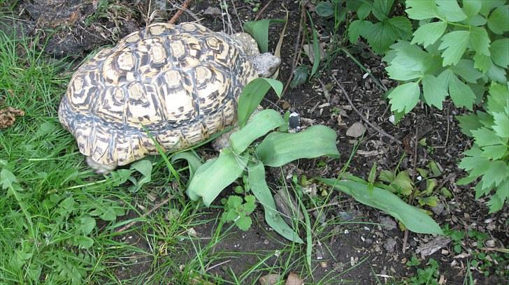 Skildpadderne :p <3 de dejlige dyr! - leo) indvation af urteplanterne   x'D billede 22