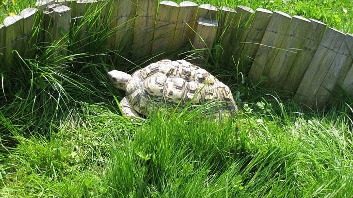 Skildpadderne :p <3 de dejlige dyr! - Leo nyder solen billede 23