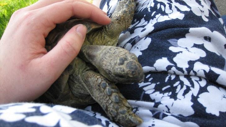 Skildpadderne :p <3 de dejlige dyr! - (fridderikke) dejligt at blive nusset! <3 billede 25