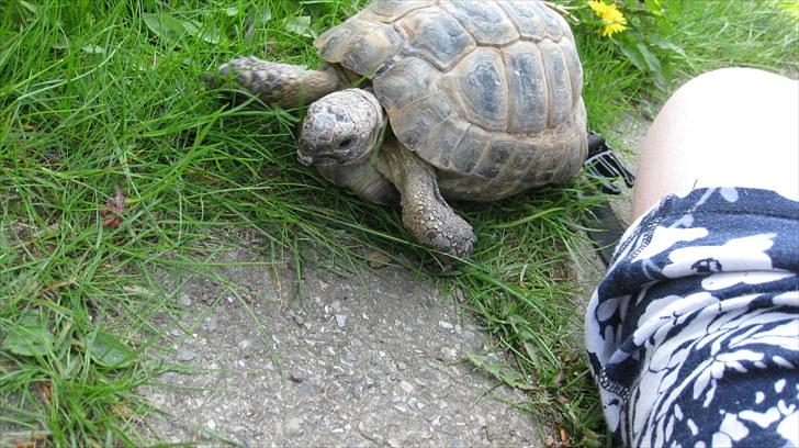 Skildpadderne :p <3 de dejlige dyr! - Fridderikke hygger i haven ^^<3 billede 27