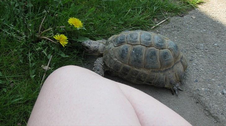 Skildpadderne :p <3 de dejlige dyr! - Fridderikke og jeg lægger og hygger  i det dejlige vejr<3 billede 28