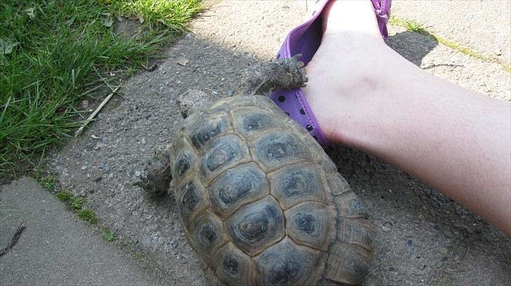 Skildpadderne :p <3 de dejlige dyr! - Fridderikke ^^ billede 29