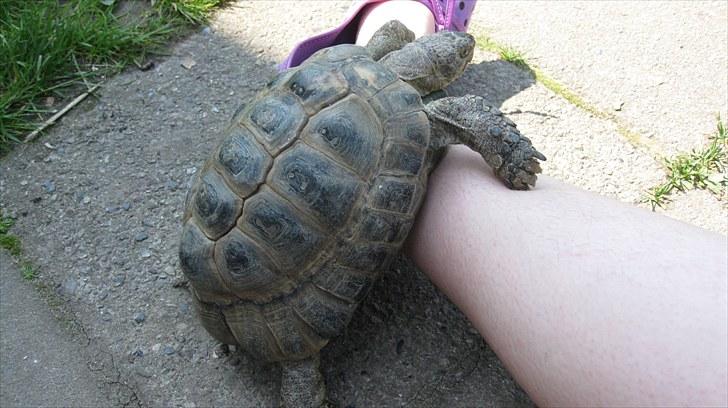 Skildpadderne :p <3 de dejlige dyr! - (fridderikke) -jeg vil havde opmærksomhed tak! ^^ <3 billede 30