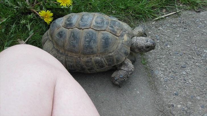 Skildpadderne :p <3 de dejlige dyr! - Dejigt vejr at lægge sammen og nyde livet<3 :) billede 31