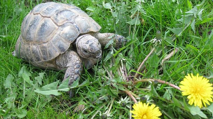 Skildpadderne :p <3 de dejlige dyr! - (fridderikke) - mælkebøtte nam nam  :p billede 32