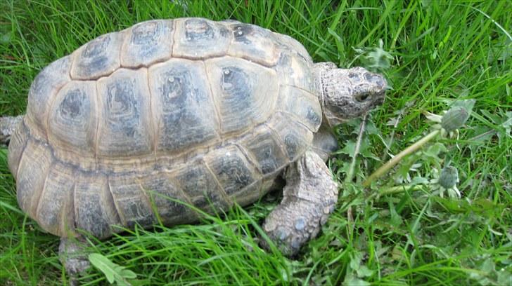 Skildpadderne :p <3 de dejlige dyr! - Fridderikke på græs :) billede 33