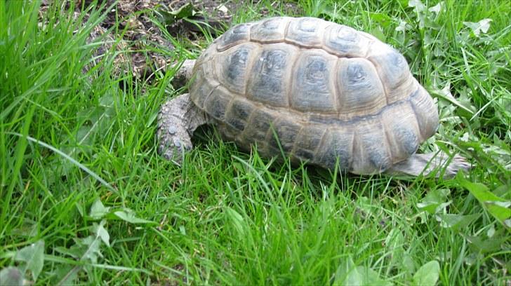 Skildpadderne :p <3 de dejlige dyr! - Fridderikke undersøger alt! billede 34