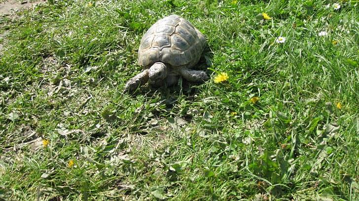 Skildpadderne :p <3 de dejlige dyr! - Fridderikke <3 billede 35