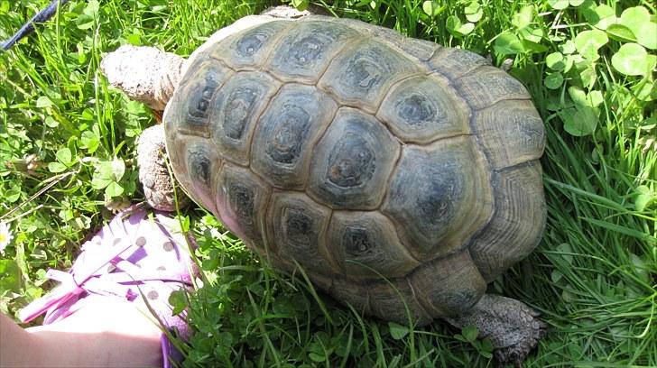 Skildpadderne :p <3 de dejlige dyr! - Rikke og min sko ^^ billede 36