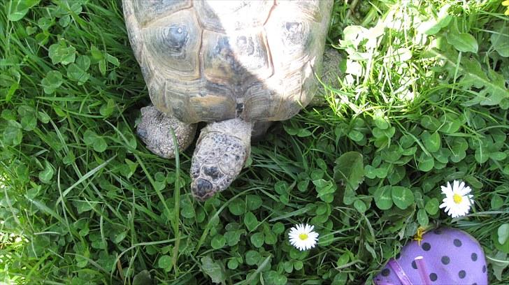 Skildpadderne :p <3 de dejlige dyr! - Rikke nyder livet udendørs <3 billede 37