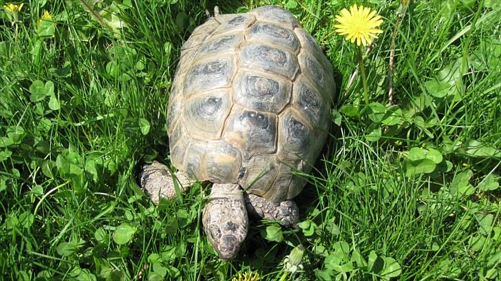 Skildpadderne :p <3 de dejlige dyr! - Rikke<3 billede 38