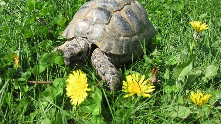 Skildpadderne :p <3 de dejlige dyr! - Rikke i græsset ^^ billede 39